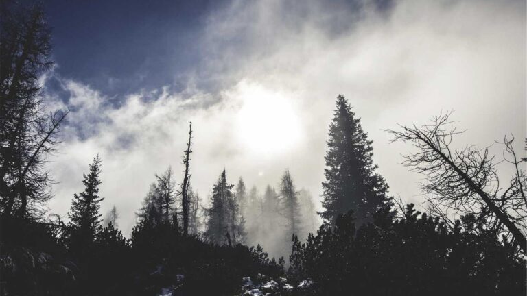 How To Log In On Cricbet99 Club Com?